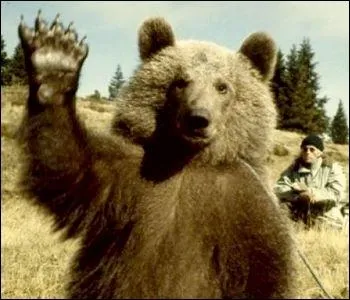 Dans le film  L'ours  il y a� :