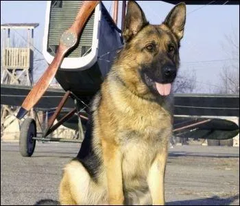 Rintintin est n� :