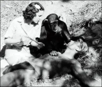 Cheetah est morte� :