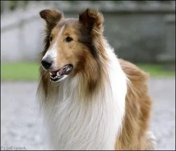 Lassie fut interpr�t�e par� :
