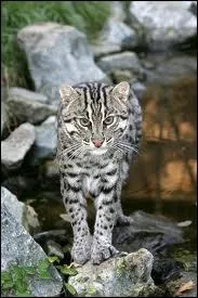 Qui a dit :  Quelle horreur ! Si on s'installe l, on finira tous avec les pattes palmes !   ?