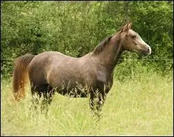 Et enfin mon cheval est de race :