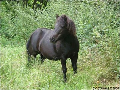 Mais  quelle race appartient ce magnifique cheval ?