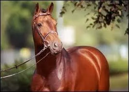 C'est un magnifique cheval d'obstacle : (un peu plus compliqu)...