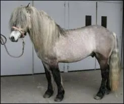 Un cheval d'Ecosse :