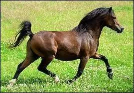 Celui la est trs polyvalent :