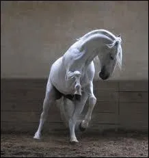 Cheval de dressage espagnol :