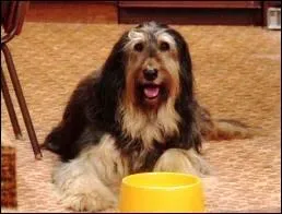 Leur premier fidle compagnon poilu fut :