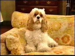 Suite  sa disparition, le premier chien des Bundy se rincarna dans ce mignon petit toutou qui se nomme :