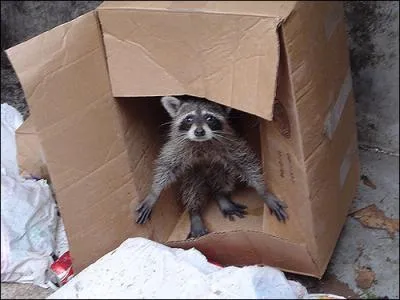 Que veut dire le sigle  SDF  ?