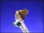 Spot, ollie, manual, wheeling, flip, grab, ou encore tricks sont frquemment usits dans cette discipline sportive parfois extrme.