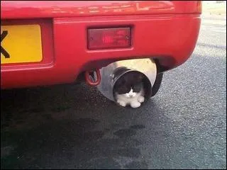 Les chats sont souvent attirs par les voitures en stationnement. Qu'est-ce qui les attire ?