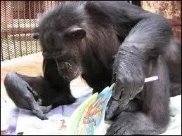 D'une passion, Marie en fait son mtier  domicile, dans ce film interprt par Miou Miou. 