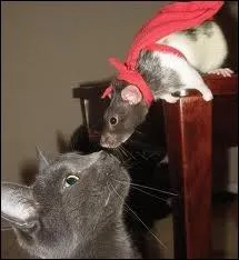 Aprs avoir t interprt par Christopher Reeve, ce super hros revient en 2006. Dans quel film ? 