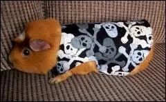 De quelle saga l'pisode intitul  La Fontaine de jouvence  fait-il partie ?