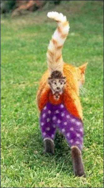 Charlie Chaplin, dans le rle de Charlot, y incarne un pre adoptif improvis dans son premier long mtrage.