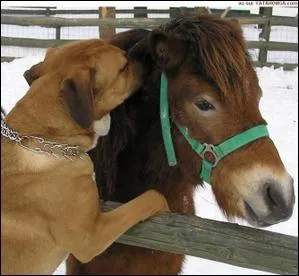 Robert Redford  dresse  le portrait d'un dresseur de chevaux dans ce film.