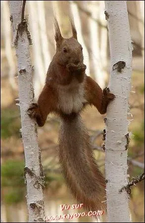 Sur l'affiche de quel film Jean-Claude Van Damme fait-il le grand cart entre deux rails de chemins de fer ? 