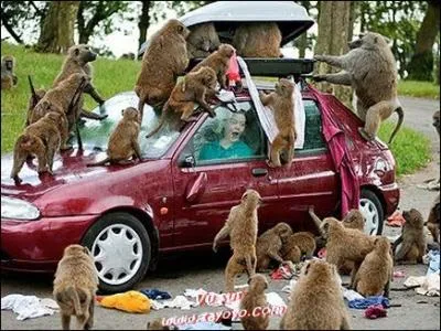 Dans cette saga futuriste, l'homme n'est plus qu'un esclave des primates.