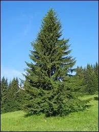 Quel est le nom de cet arbre ?