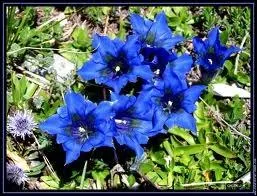 Quelle est cette fleur protge de nos montagnes ?