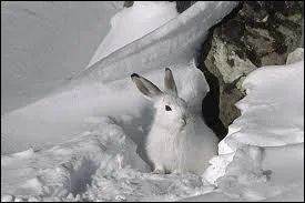 Pourquoi le livre variable est-il aussi appel Blanchon ?