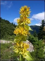 Quel alcool obtient-on avec cette fleur ?