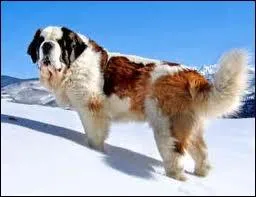 Quelle est la race de ce chien de montagne ?