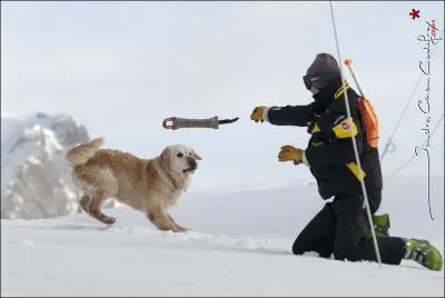 Quelle est la race de ce chien d'avalanche ?