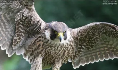 Quelle vitesse maximale peut atteindre un faucon plerin en basse altitude ?