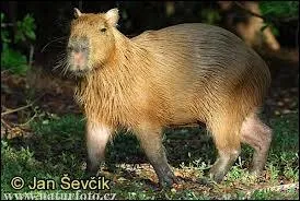 Quelle est sa particularit ?