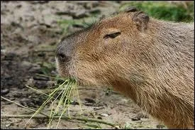 Il fait partie de la famille des Hydrochaeridae dont le mot latin est Hydrochaeris hydrochaeris.