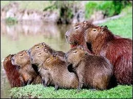 Il vit en groupe de...