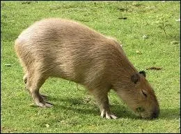 Adulte, il mesure...