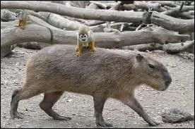 Sa longvit est d'une quarantaine d'annes.