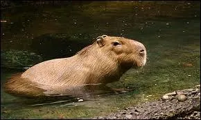 Le capybara est aussi...
