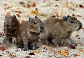Combien de petits peut avoir la femelle capybara ?