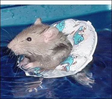 Souvent, on me remplit de gaz neutre ou d'air, parfois en matriaux plus lger que l'eau. Je peux sauver des vies en vitant la noyade.