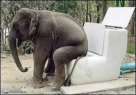 Quel anctre de l'lphant n'a pas pu s'asseoir dans un fauteuil ?