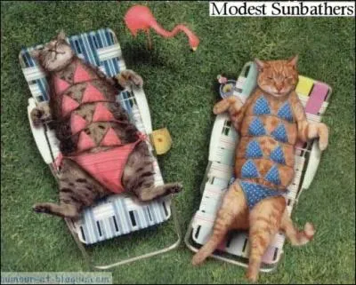 Combien de mamelles  un chat de gouttires noir adulte ?