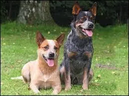 Quelle est la race de ce chien ?