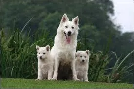 Quelle est la race de ce chien ?