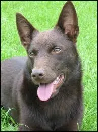 Quelle est la race de ce chien ?