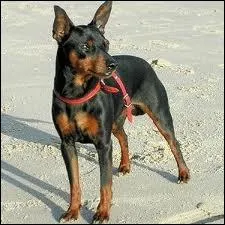 Quelle est la race de ce chien ?