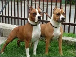 Quelle est la race de ce chien ?