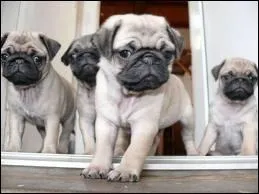 Quelle est la race de ce chien ?