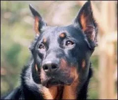 Quelle est la race de ce chien ?