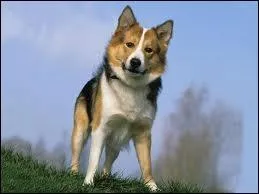 Quelle est la race de ce chien ?