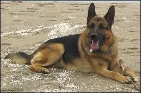 Quelle est la race de ce chien ?