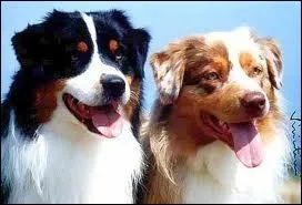 Quelle est la race de ce chien ?